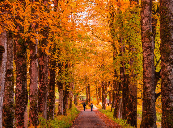 Fall Foliage Fall Foliage